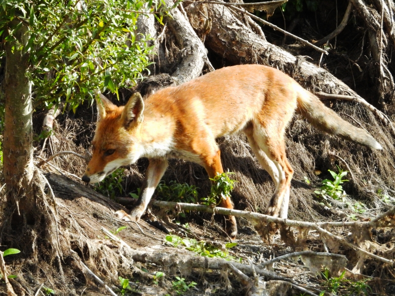 Photo Mammifères Renard roux (vulpes vulpes).