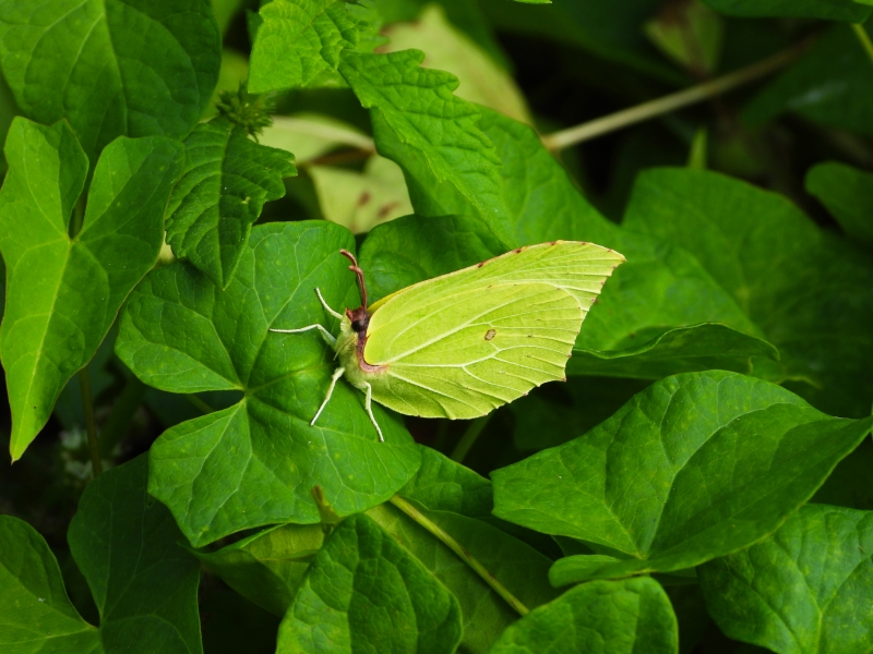 Photo Insectes Papillon Le Citron