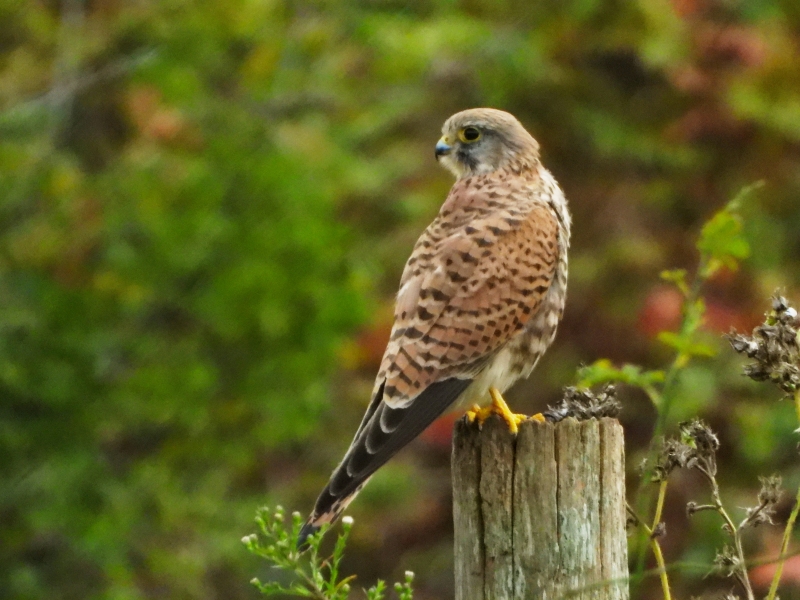 Photo Oiseaux Faucon crécerelle (Falco tinnunculus)