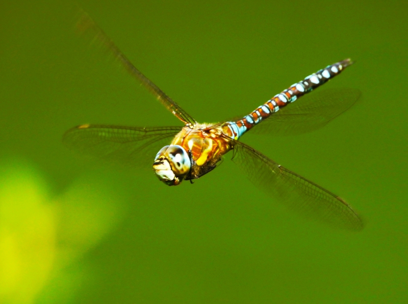 Photo Insectes Aeschne mixte (Aeschna mixta)