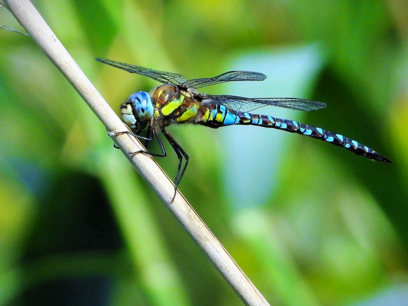 Photo Insectes Aeschne mixte (Aeschna mixta)