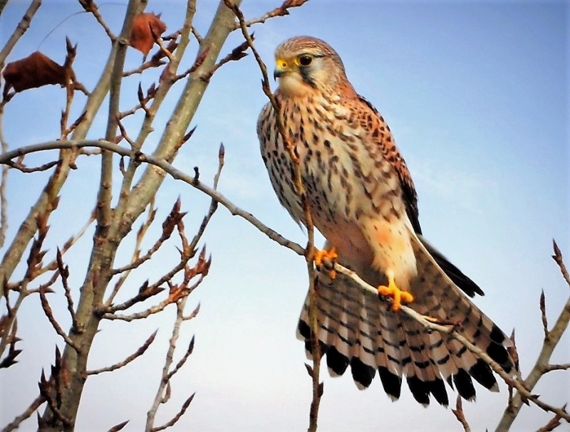 Photo Oiseaux Faucon crécerelle (Falco tinnunculus)