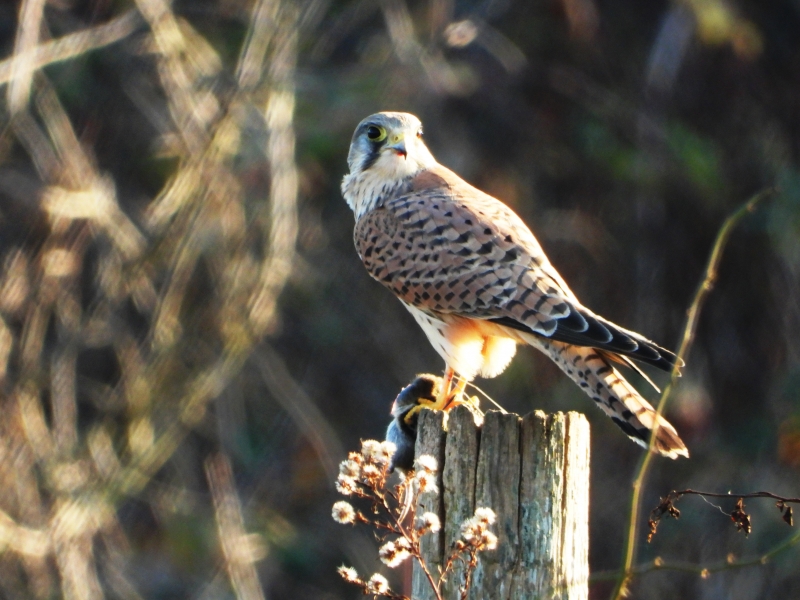 Photo Oiseaux Faucon crécerelle (Falco tinnunculus)