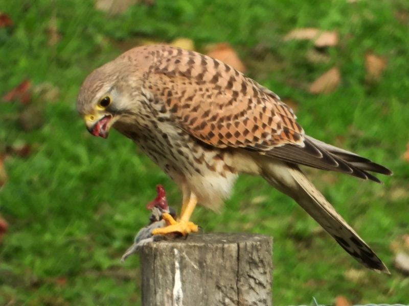 Photo Oiseaux Faucon crécerelle (Falco tinnunculus)