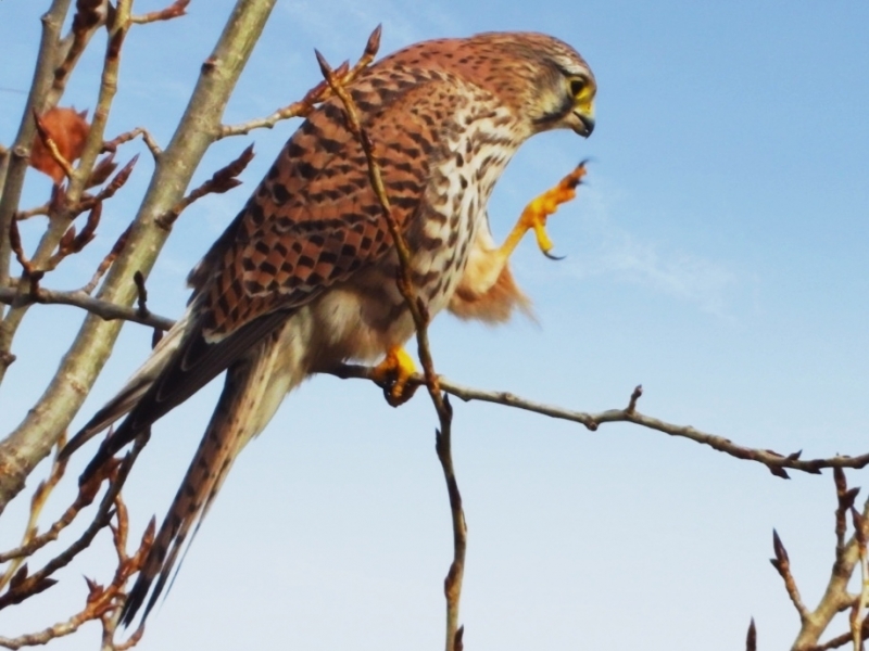 Photo Oiseaux Faucon crécerelle (Falco tinnunculus)