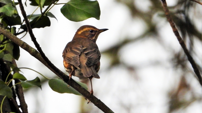 Photo Oiseaux Phragmite des joncs (Acrocephalus schoenobaenus), Grive mauvis