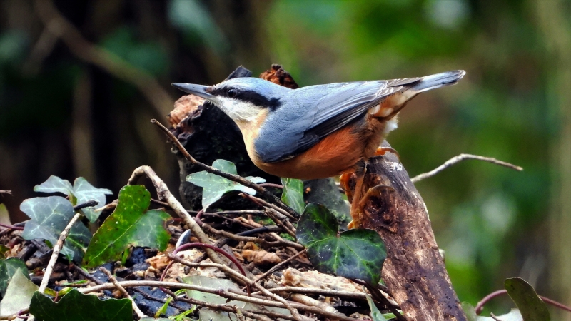 Photo Oiseaux Sittelle torchepot (Sitta europaea)