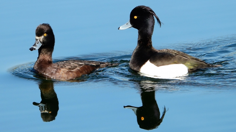 Photo Oiseaux Fuligule morillon (Aythya fuligula)