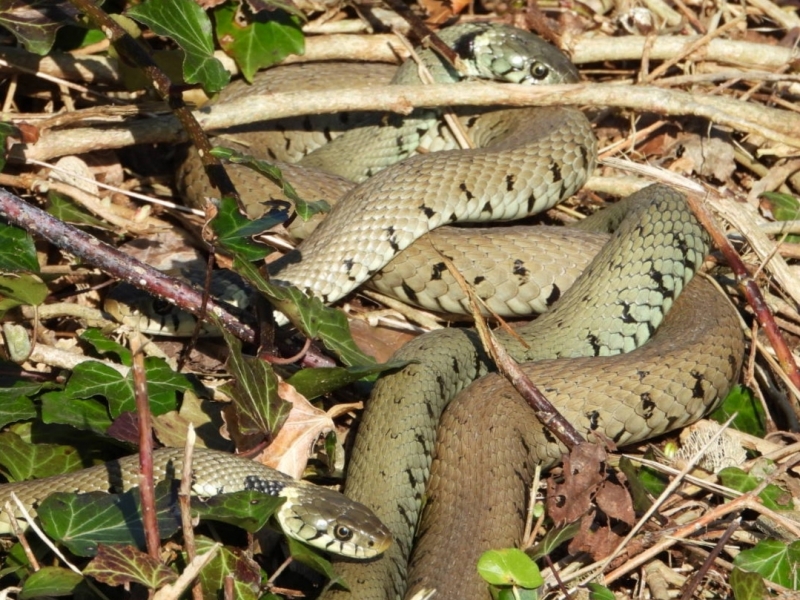 Photo Reptiles Couleuvre à collier (Natrix natrix)