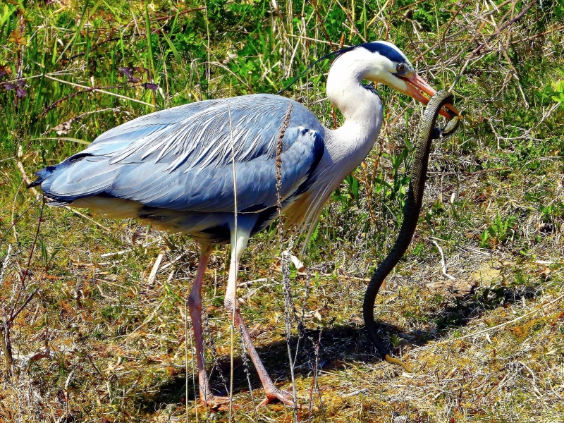 Photo Oiseaux heron cendre en pleins repas