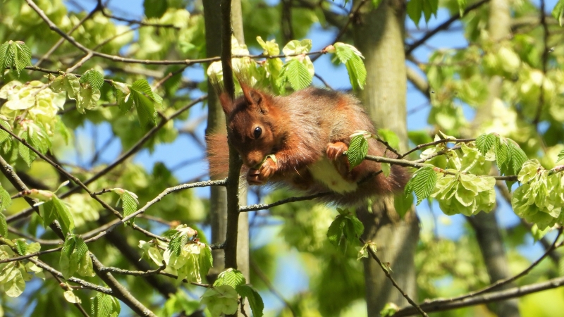 Photo Mammifères Ecureuil roux (Sciurus vulgaris)