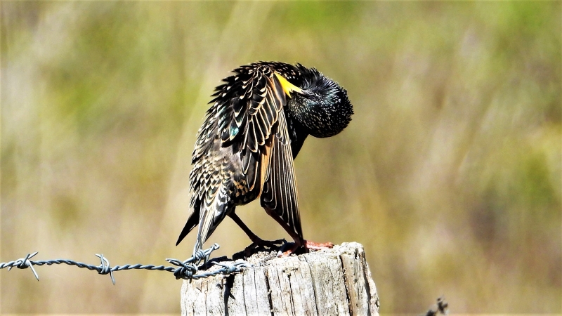 Photo Oiseaux Etourneau sansonnet (Sturnus vulgaris)