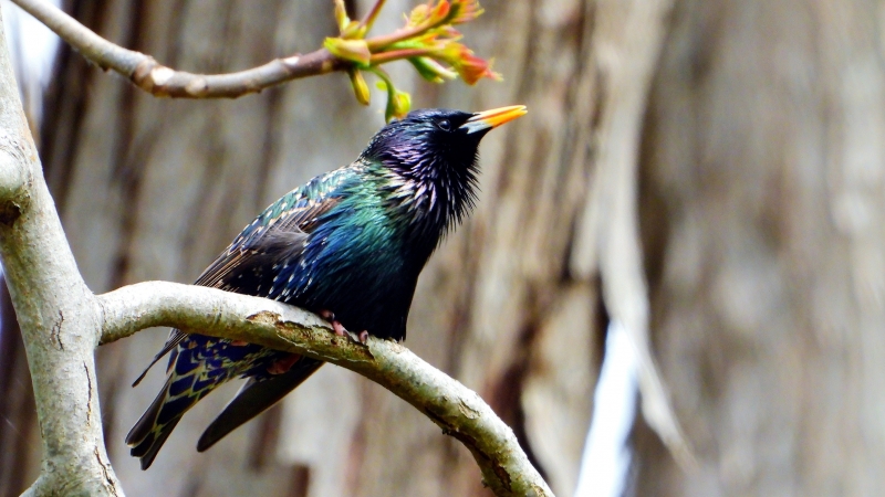 Photo Oiseaux Etourneau sansonnet (Sturnus vulgaris)