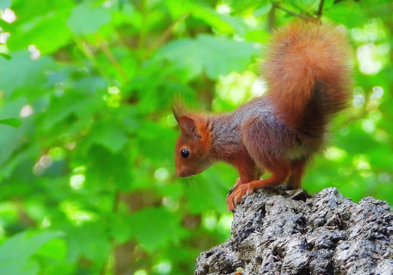 Photo Mammifères Ecureuil roux (Sciurus vulgaris)