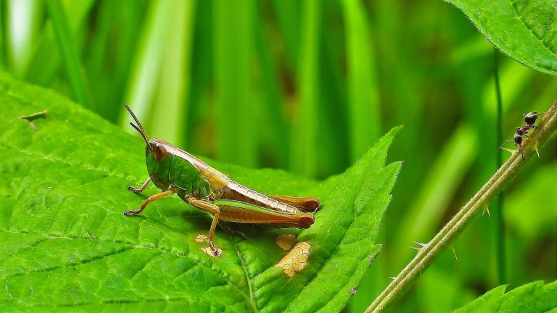 Photo Insectes Criquet tricolore (Paracinema tricolor)