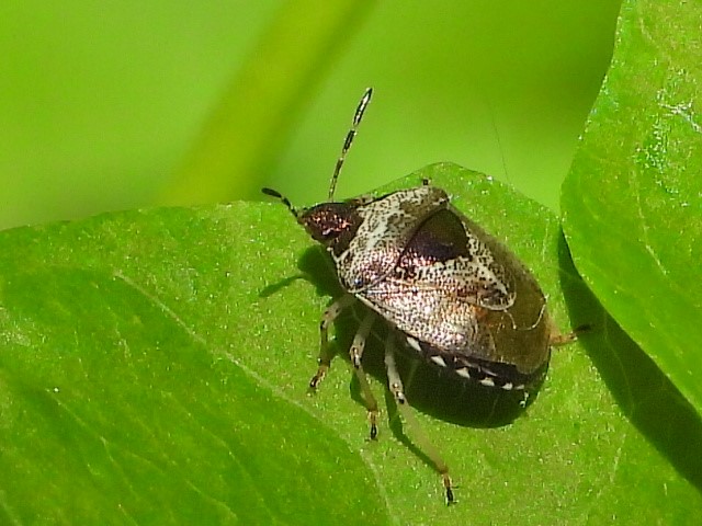 Photo Insectes Punaise brune (Coreus marginatus)