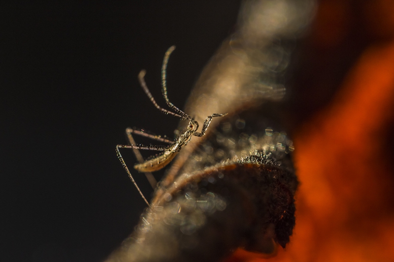 Insectes et Araignées Larve de grillon ?