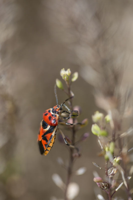 Insectes et Araignées