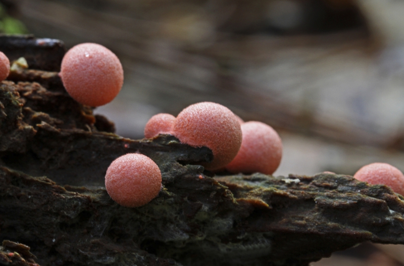 Flore Lait de loup (Lycogala epidendrum)