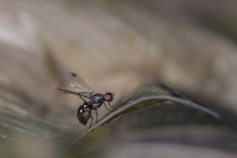 Insectes et Araignées