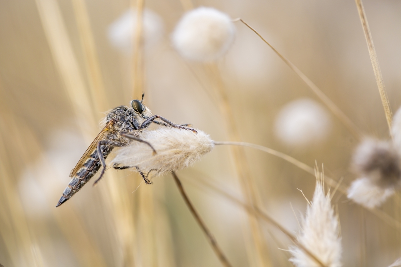 Insectes et Araignées Familles des Asilidae