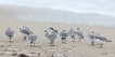  Bécasseaux sanderling