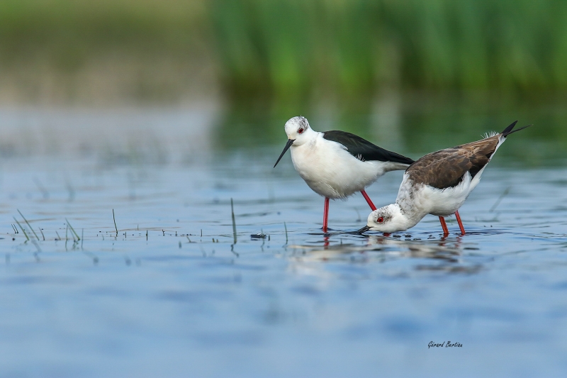 Photo Oiseaux Echasse Blanche (Himantopus himantopus)