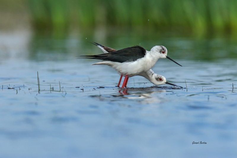 Photo Oiseaux Echasse Blanche (Himantopus himantopus)