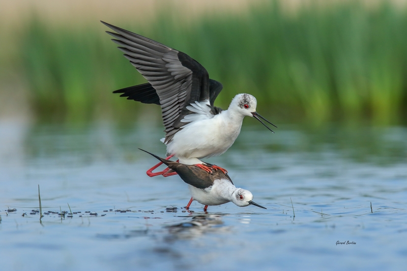 Photo Oiseaux Echasse Blanche (Himantopus himantopus)