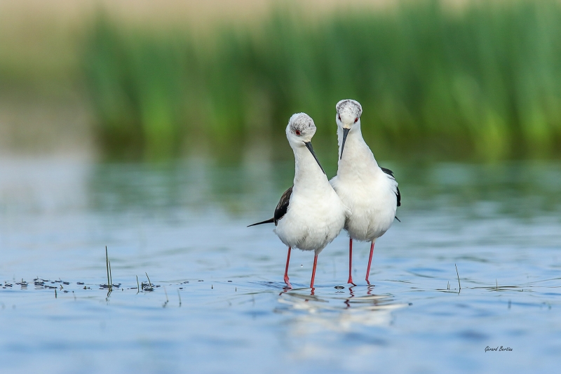 9O6A3928.JPG Echasse Blanche (Himantopus himantopus)