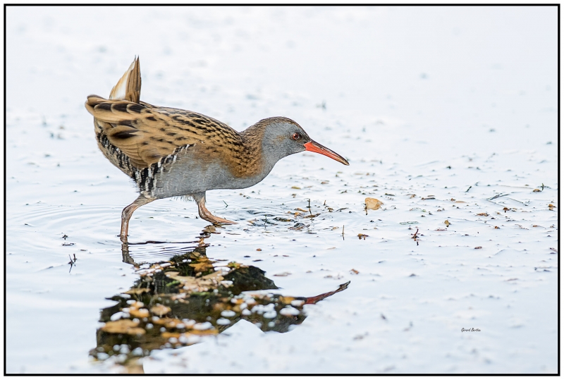 Photo Oiseaux Râle d'eau