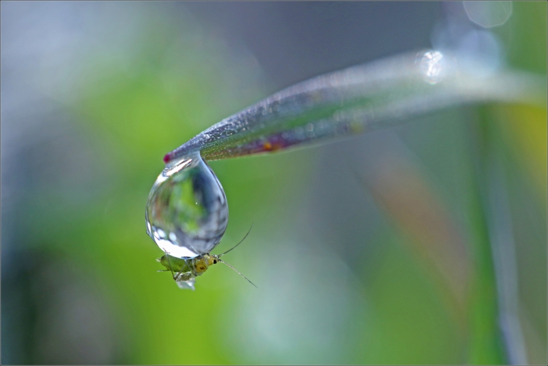 GBU-Goutte_deau.jpg Point de suspension