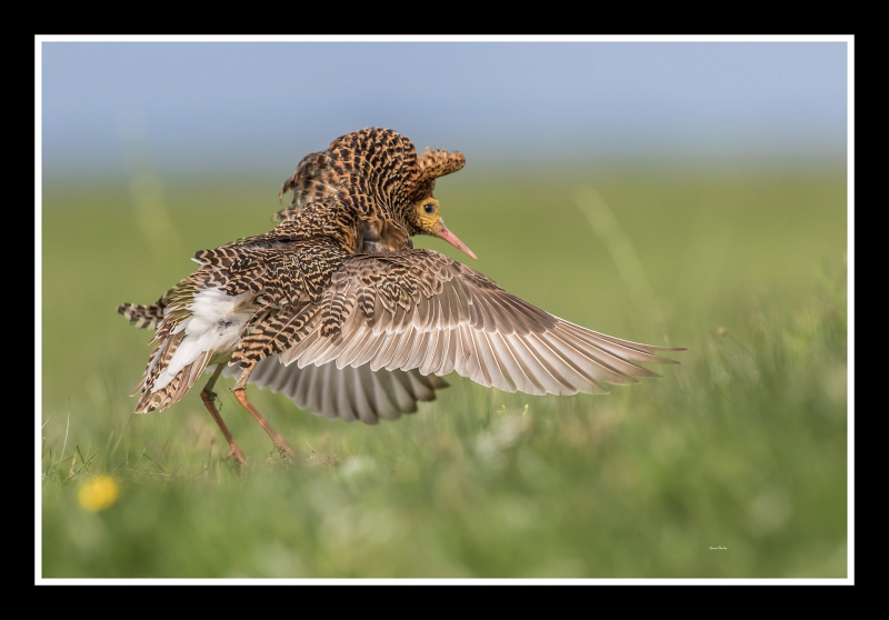 Photo Oiseaux Combattant varié (Philomachus pugnax)