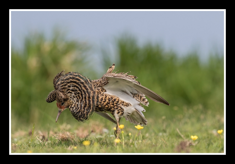 Photo Oiseaux Combattant varié (Philomachus pugnax)