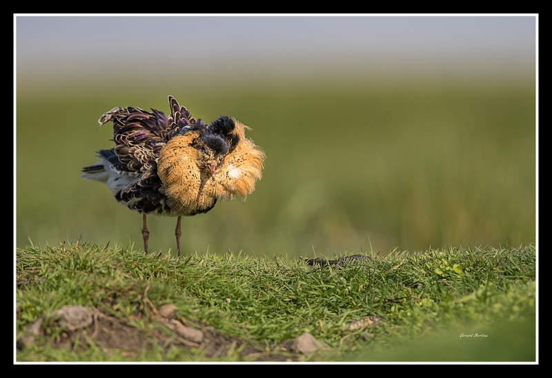 Photo Oiseaux Combattant varié (Philomachus pugnax)