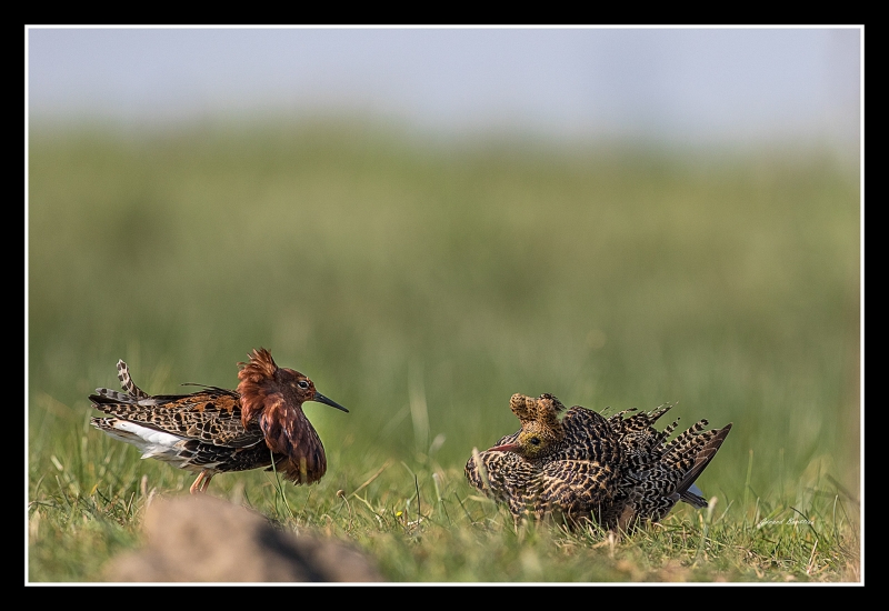 Photo Oiseaux Combattant varié (Philomachus pugnax)