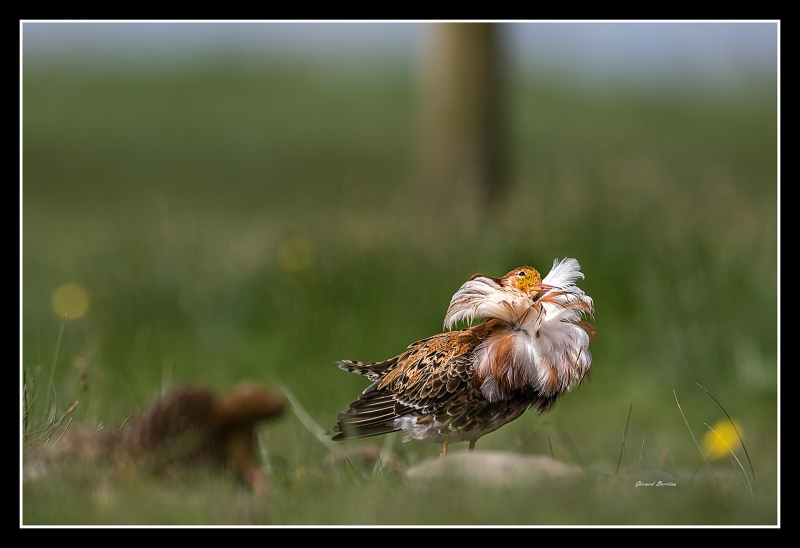 Photo Oiseaux Combattant varié (Philomachus pugnax)