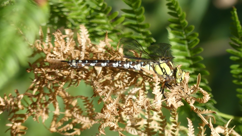 Insectes et Araignées Aeschne bleue