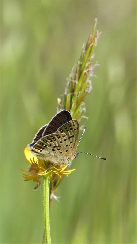 Insectes et Araignées