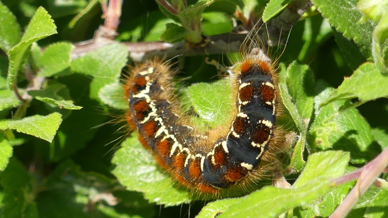 Insectes et Araignées La Laineuse du cerisier Eriogaster lanestris