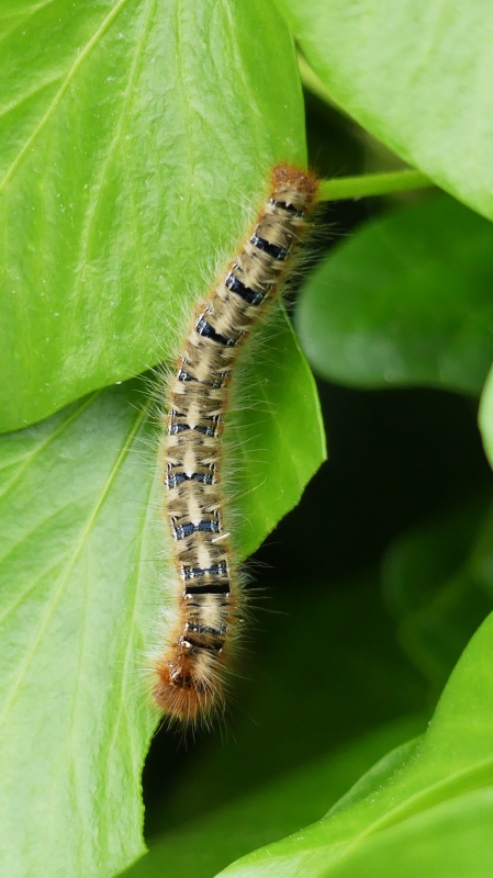 Insectes et Araignées