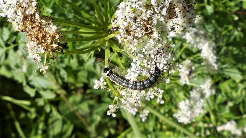 Insectes et Araignées