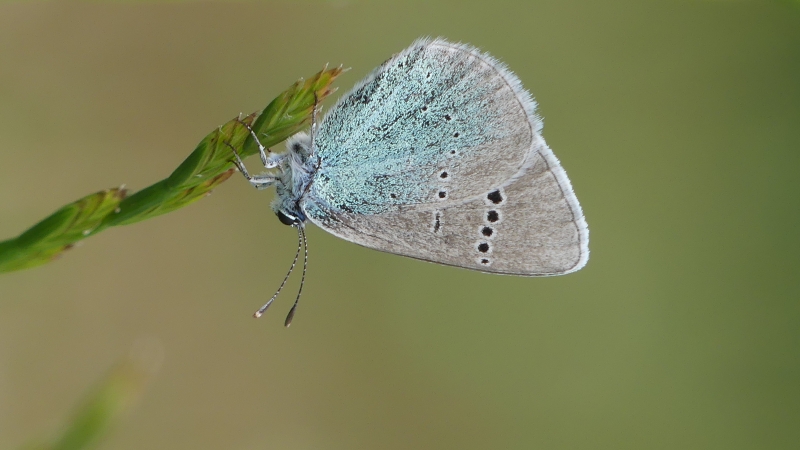 Insectes et Araignées Azuré des cytises