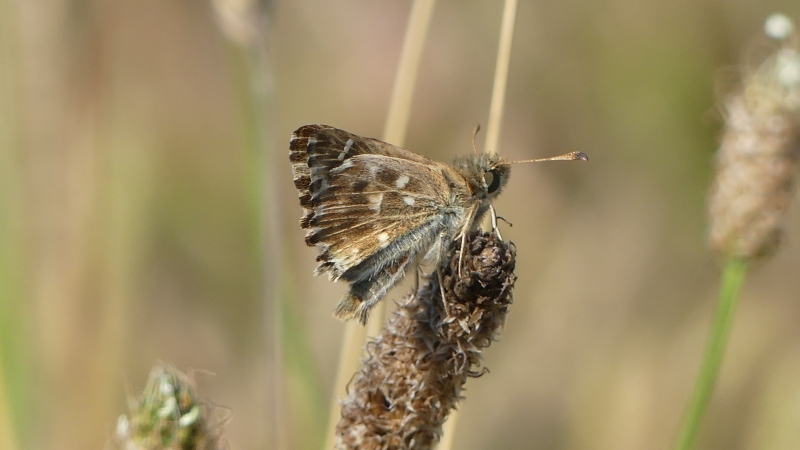 Insectes et Araignées Hespérie de l\'Alcée