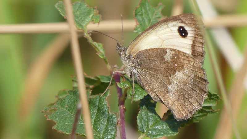 Insectes et Araignées