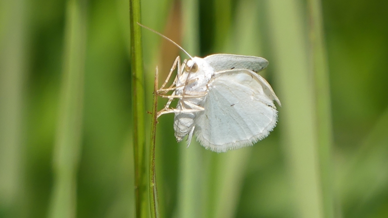 Insectes et Araignées