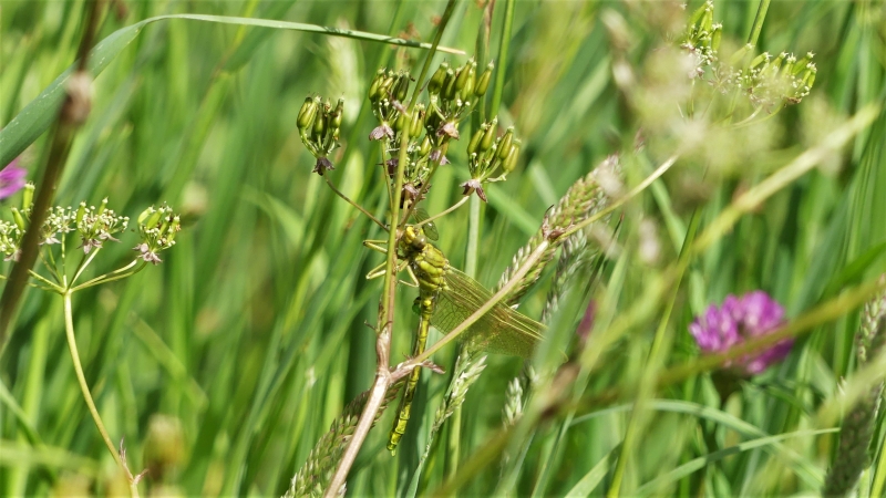 Insectes et Araignées