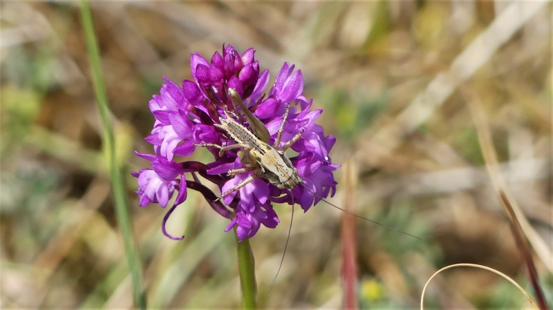 Insectes et Araignées