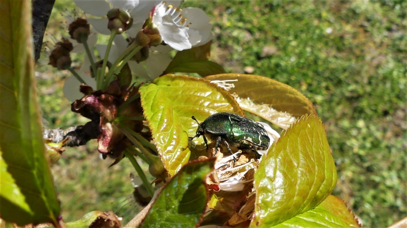 Photo Insectes