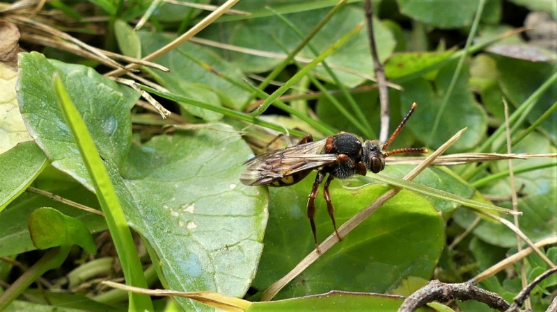 Photo Insectes